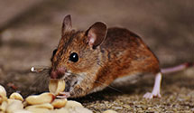 24 Hour & Emergency Exterminators in Vestavia, AL